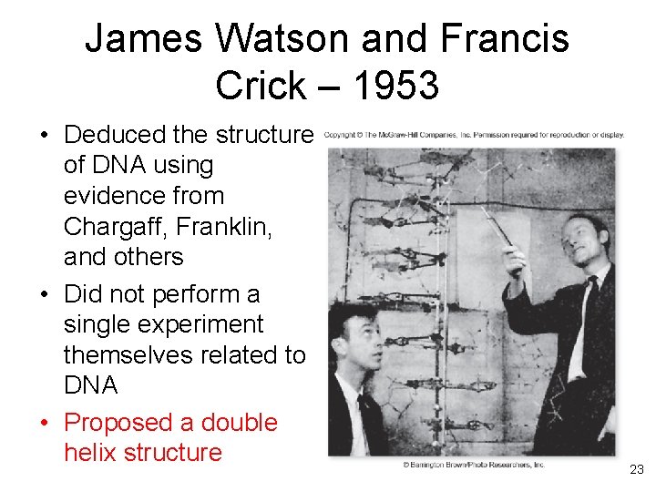 James Watson and Francis Crick – 1953 • Deduced the structure of DNA using