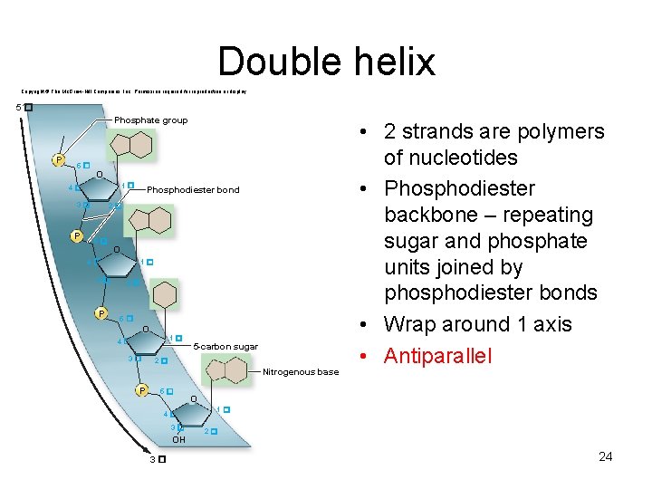 Double helix Copyright © The Mc. Graw-Hill Companies, Inc. Permission required for reproduction or