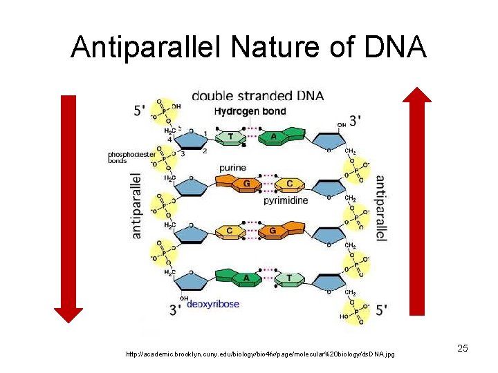 Antiparallel Nature of DNA http: //academic. brooklyn. cuny. edu/biology/bio 4 fv/page/molecular%20 biology/ds. DNA. jpg