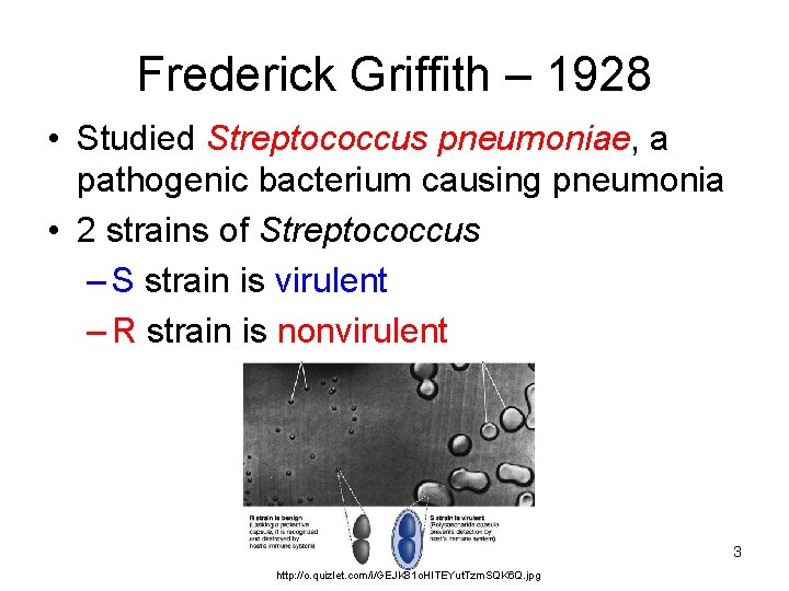 Frederick Griffith – 1928 • Studied Streptococcus pneumoniae, a pathogenic bacterium causing pneumonia •