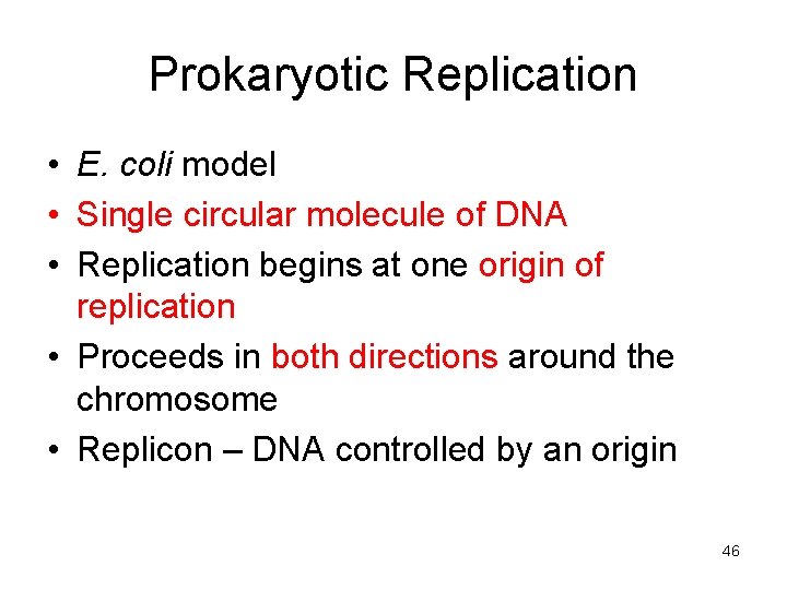 Prokaryotic Replication • E. coli model • Single circular molecule of DNA • Replication