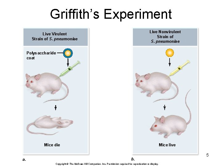 Griffith’s Experiment Live Nonvirulent Strain of S. pneumoniae Live Virulent Strain of S. pneumoniae