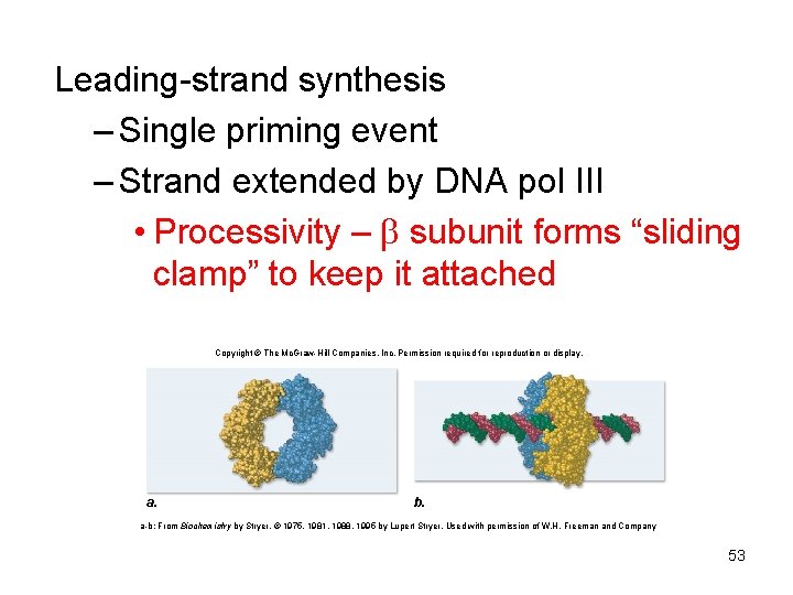 Leading-strand synthesis – Single priming event – Strand extended by DNA pol III •