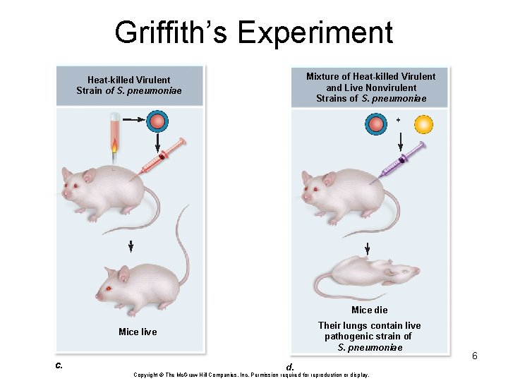 Griffith’s Experiment Mixture of Heat-killed Virulent and Live Nonvirulent Strains of S. pneumoniae Heat-killed