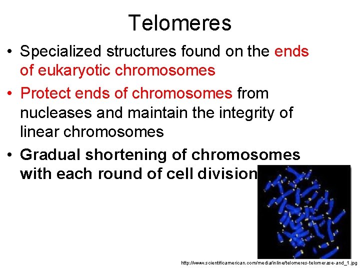 Telomeres • Specialized structures found on the ends of eukaryotic chromosomes • Protect ends