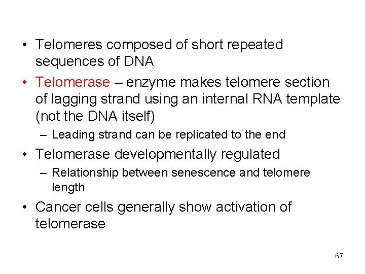  • Telomeres composed of short repeated sequences of DNA • Telomerase – enzyme