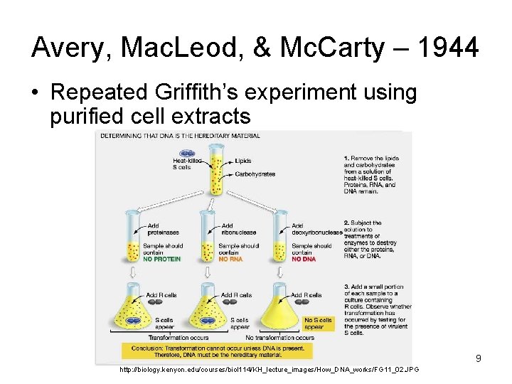 Avery, Mac. Leod, & Mc. Carty – 1944 • Repeated Griffith’s experiment using purified
