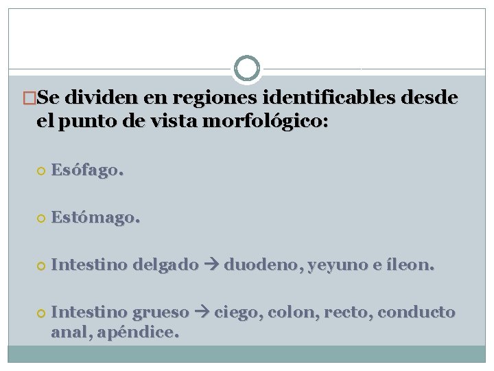 �Se dividen en regiones identificables desde el punto de vista morfológico: Esófago. Estómago. Intestino