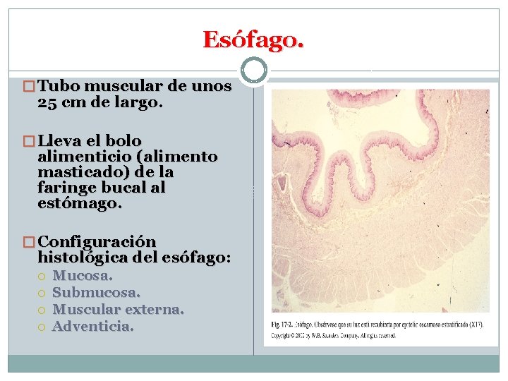 Esófago. � Tubo muscular de unos 25 cm de largo. � Lleva el bolo