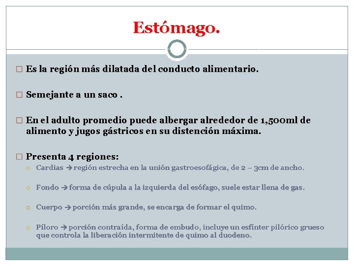 Estómago. � Es la región más dilatada del conducto alimentario. � Semejante a un