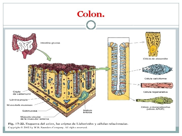 Colon. 