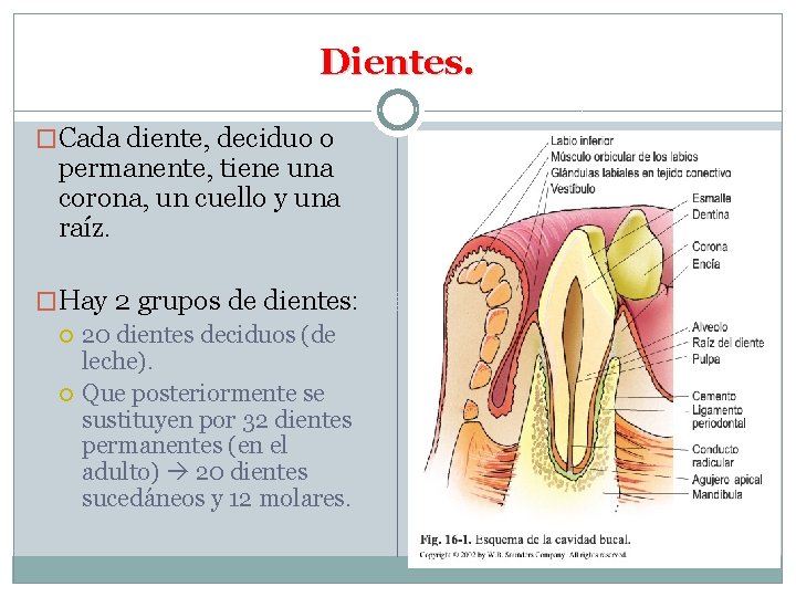 Dientes. �Cada diente, deciduo o permanente, tiene una corona, un cuello y una raíz.