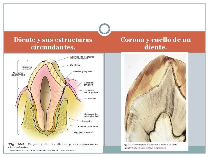 Diente y sus estructuras circundantes. Corona y cuello de un diente. 