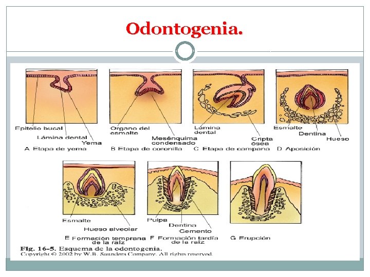 Odontogenia. 