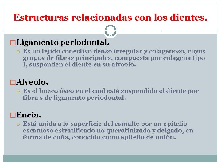 Estructuras relacionadas con los dientes. �Ligamento periodontal. Es un tejido conectivo denso irregular y