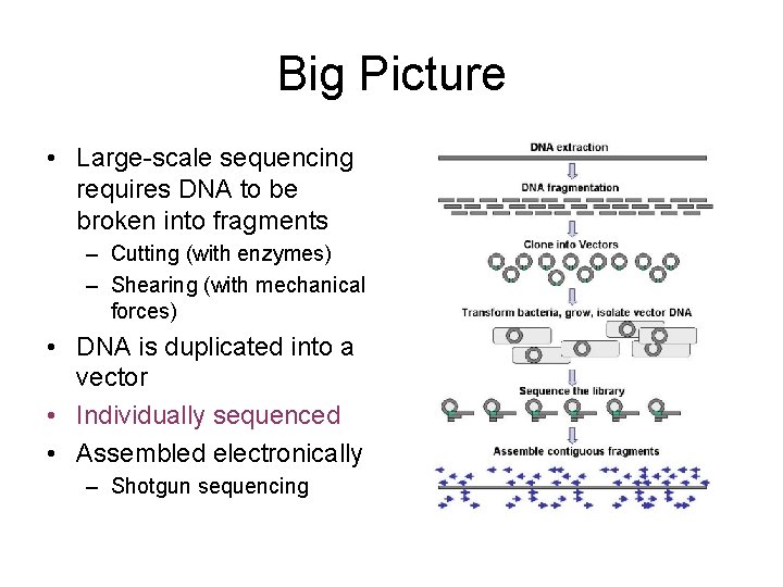 Big Picture • Large-scale sequencing requires DNA to be broken into fragments – Cutting