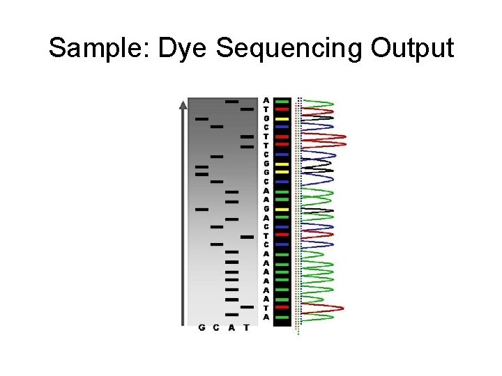 Sample: Dye Sequencing Output 