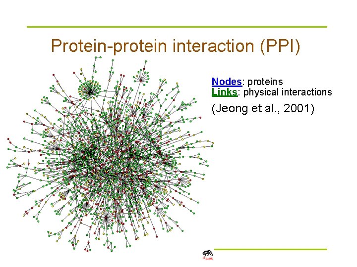 Protein-protein interaction (PPI) Nodes: proteins Links: physical interactions (Jeong et al. , 2001) 
