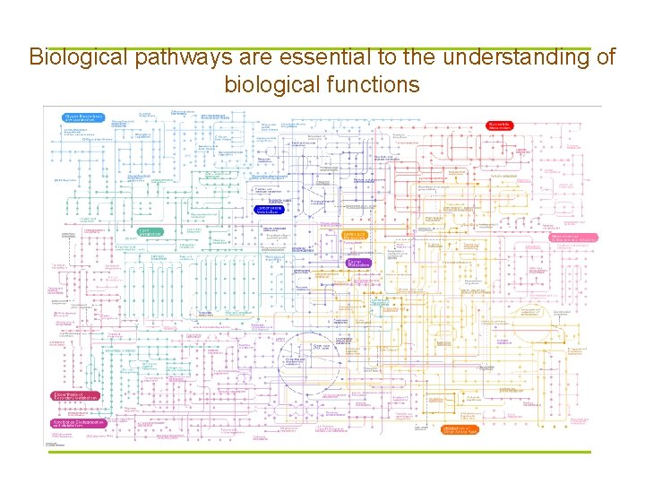 Biological pathways are essential to the understanding of biological functions 