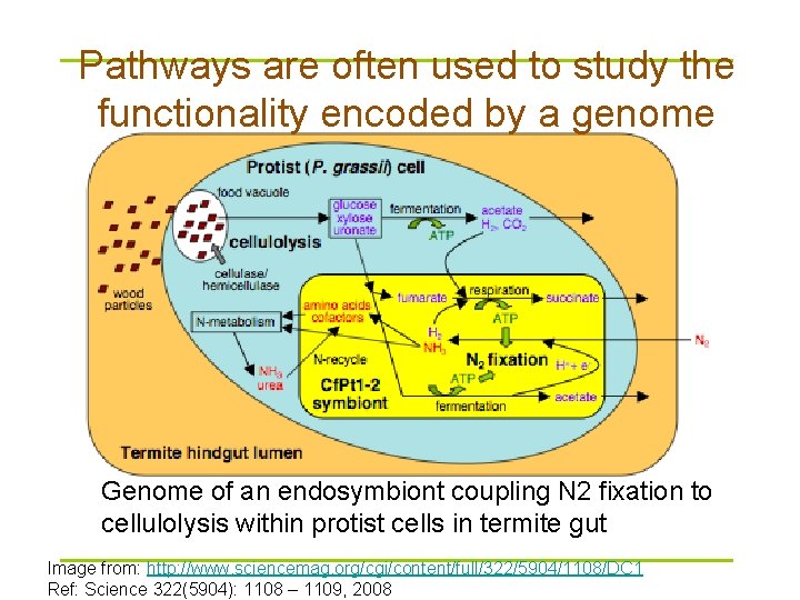 Pathways are often used to study the functionality encoded by a genome Genome of