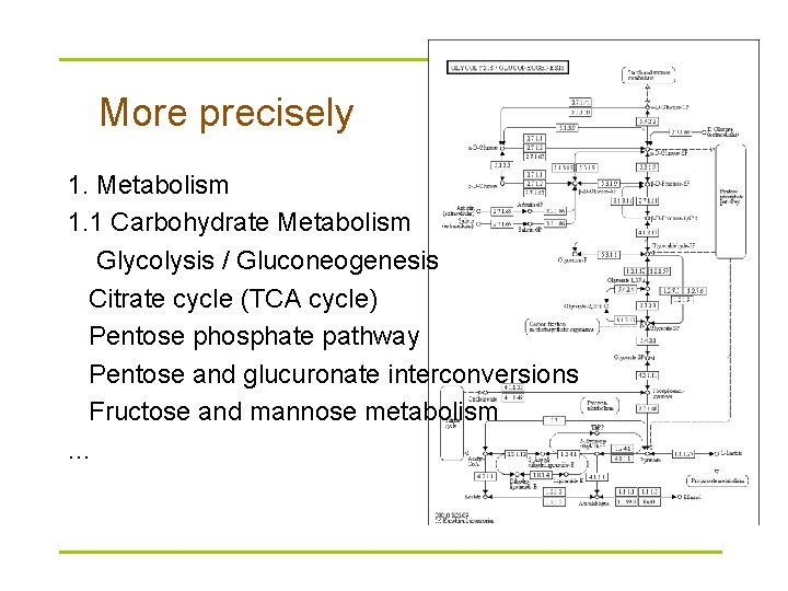 More precisely 1. Metabolism 1. 1 Carbohydrate Metabolism Glycolysis / Gluconeogenesis Citrate cycle (TCA