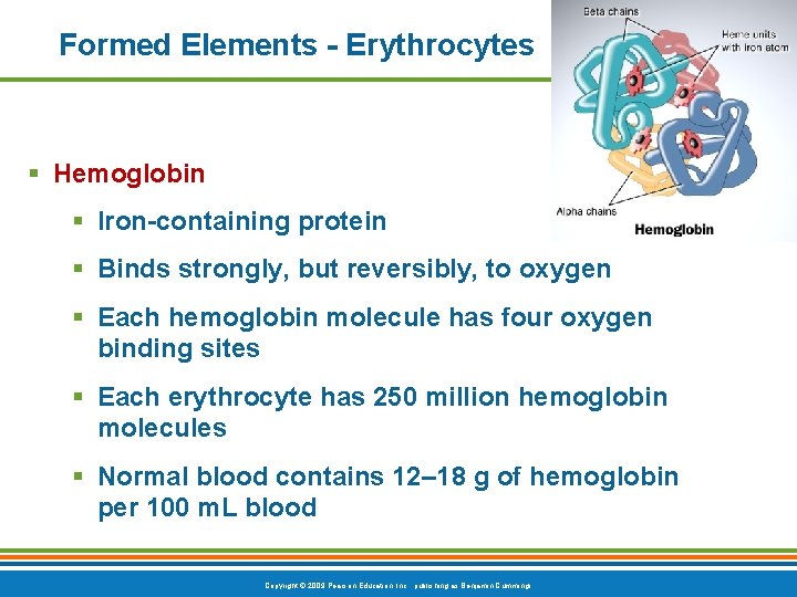 Formed Elements - Erythrocytes § Hemoglobin § Iron-containing protein § Binds strongly, but reversibly,