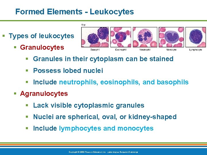 Formed Elements - Leukocytes § Types of leukocytes § Granules in their cytoplasm can