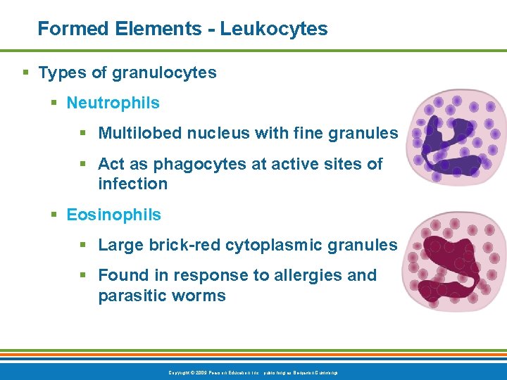 Formed Elements - Leukocytes § Types of granulocytes § Neutrophils § Multilobed nucleus with