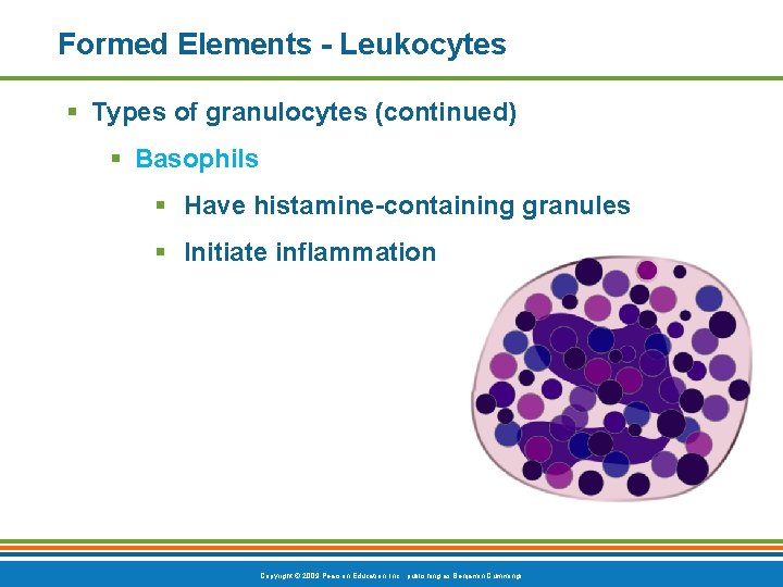 Formed Elements - Leukocytes § Types of granulocytes (continued) § Basophils § Have histamine-containing