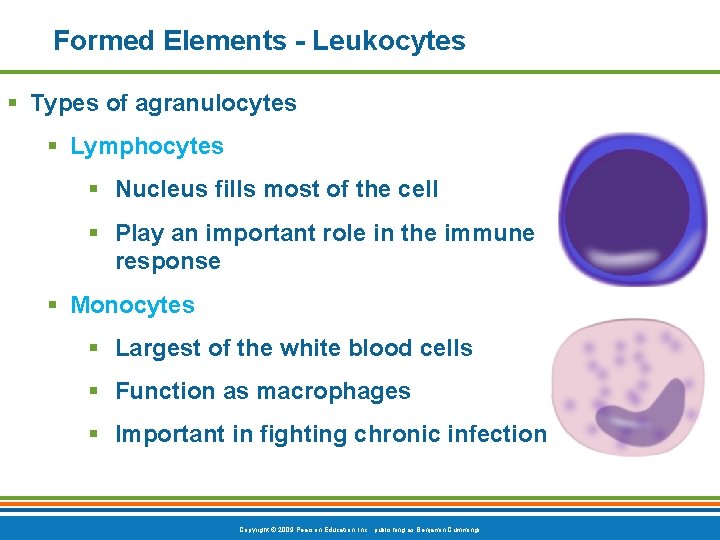 Formed Elements - Leukocytes § Types of agranulocytes § Lymphocytes § Nucleus fills most