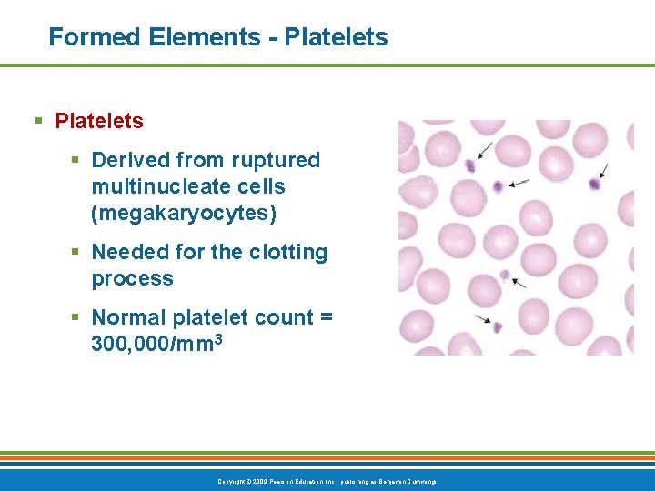 Formed Elements - Platelets § Derived from ruptured multinucleate cells (megakaryocytes) § Needed for