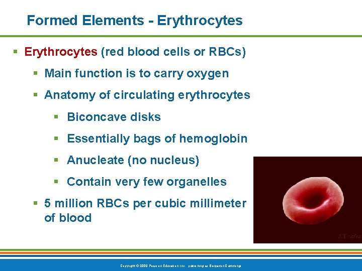 Formed Elements - Erythrocytes § Erythrocytes (red blood cells or RBCs) § Main function