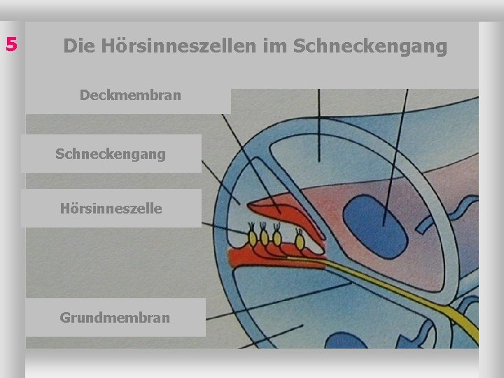 5 Die Hörsinneszellen im Schneckengang Deckmembran Schneckengang Hörsinneszelle Grundmembran 