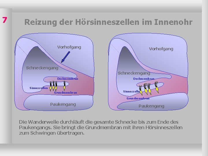 7 Reizung der Hörsinneszellen im Innenohr Vorhofgang Schneckengang Deckmembran Sinneszellen Grundmembran Paukengang Die Wanderwelle