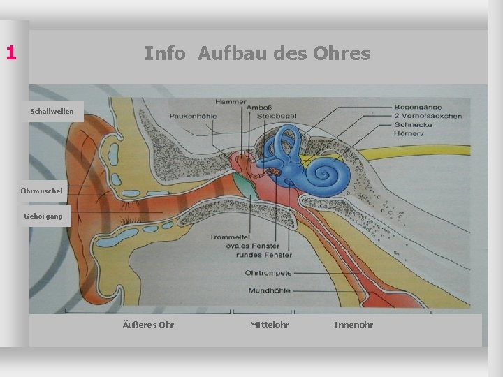 1 Info Aufbau des Ohres Schallwellen Ohrmuschel Gehörgang Äußeres Ohr Mittelohr Innenohr 