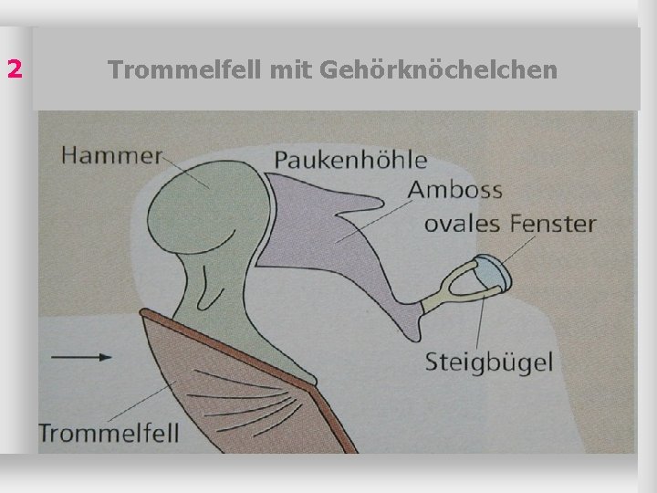 2 Trommelfell mit Gehörknöchelchen 