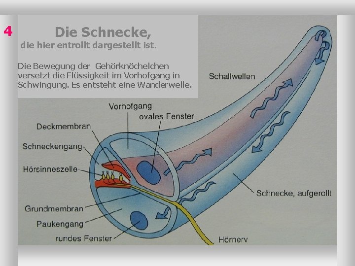 4 Die Schnecke, die hier entrollt dargestellt ist. Die Bewegung der Gehörknöchelchen versetzt die