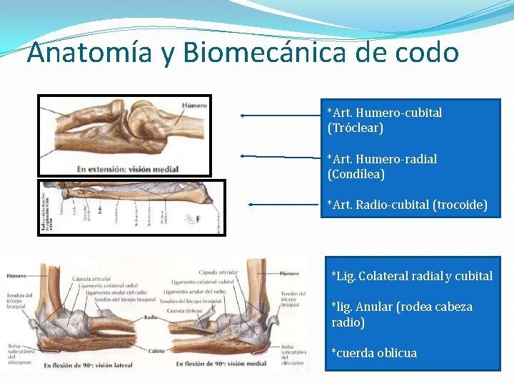 Anatomía y Biomecánica de codo *Art. Humero-cubital (Tróclear) *Art. Humero-radial (Condílea) *Art. Radio-cubital (trocoide)