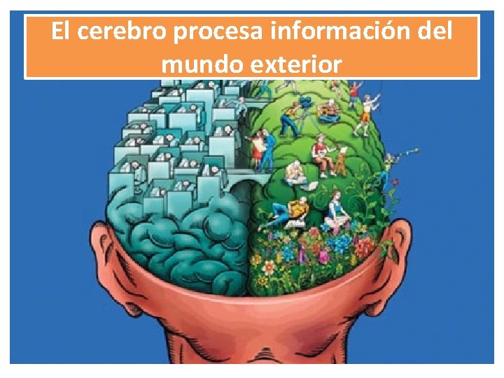 El cerebro procesa información del mundo exterior 