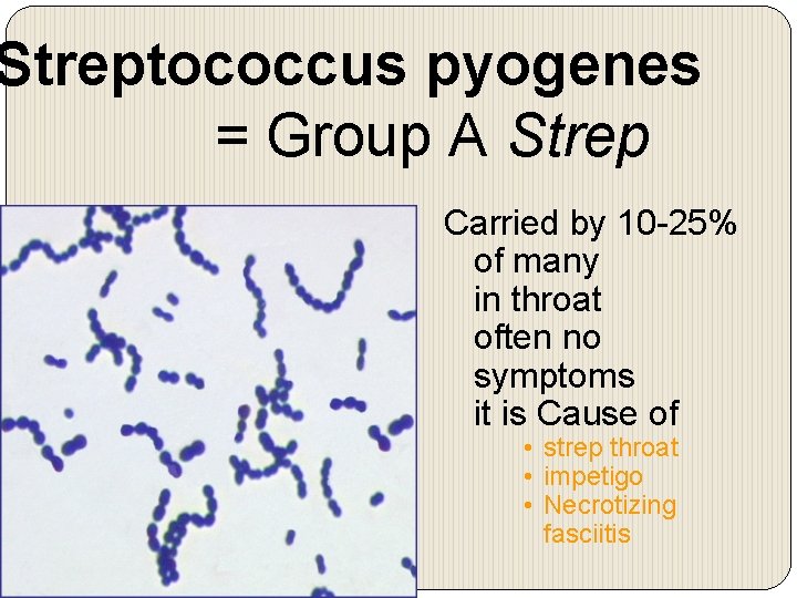 Streptococcus pyogenes = Group A Strep Carried by 10 -25% of many in throat