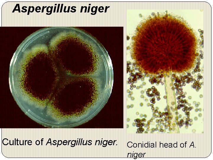 Aspergillus niger Culture of Aspergillus niger. Conidial head of A. niger 