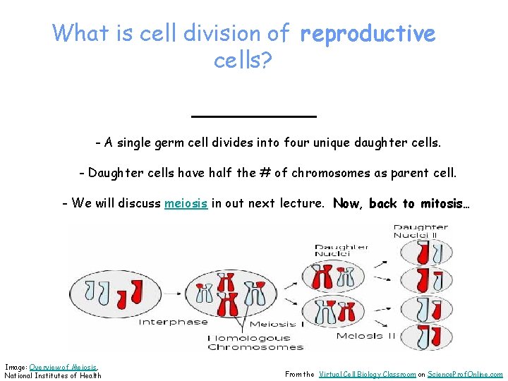 What is cell division of reproductive cells? _____ - A single germ cell divides