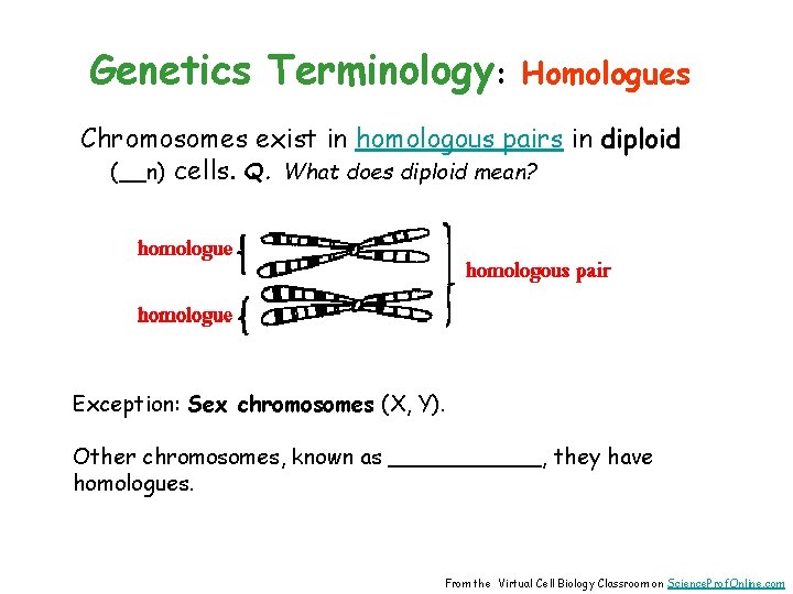 Genetics Terminology: Homologues Chromosomes exist in homologous pairs in diploid (__n) cells. Q. What