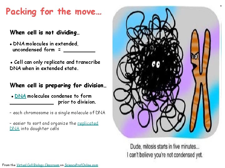 Packing for the move… When cell is not dividing… ● DNA molecules in extended,