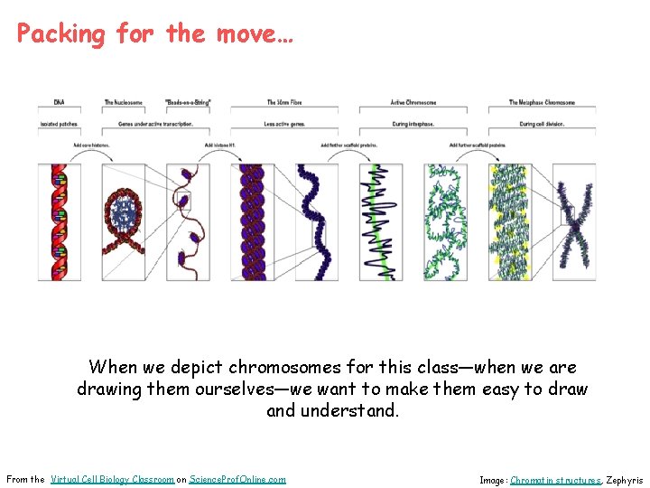 Packing for the move… When we depict chromosomes for this class—when we are drawing