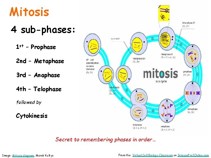 Mitosis 4 sub-phases: 1 st – Prophase 2 nd – Metaphase 3 rd –