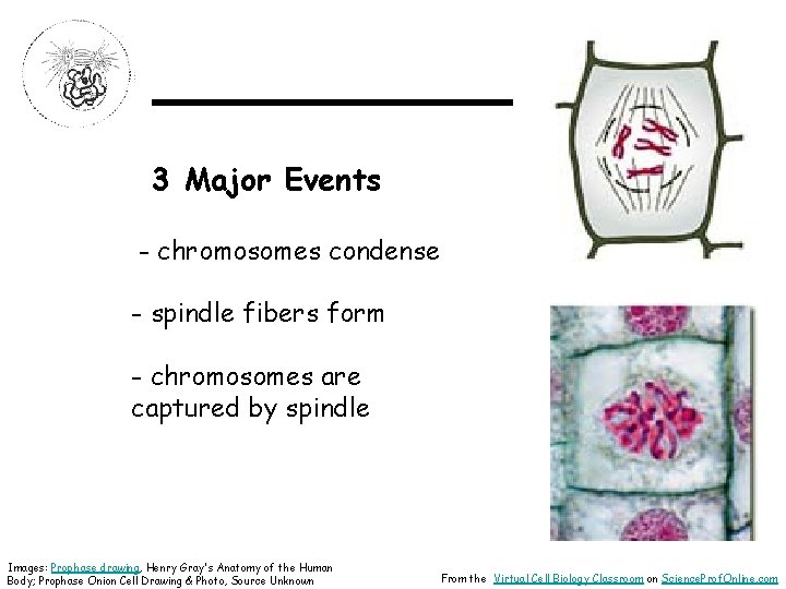 ______ 3 Major Events - chromosomes condense - spindle fibers form - chromosomes are