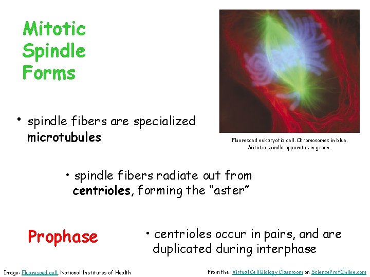 Mitotic Spindle Forms • spindle fibers are specialized microtubules Fluoresced eukaryotic cell. Chromosomes in