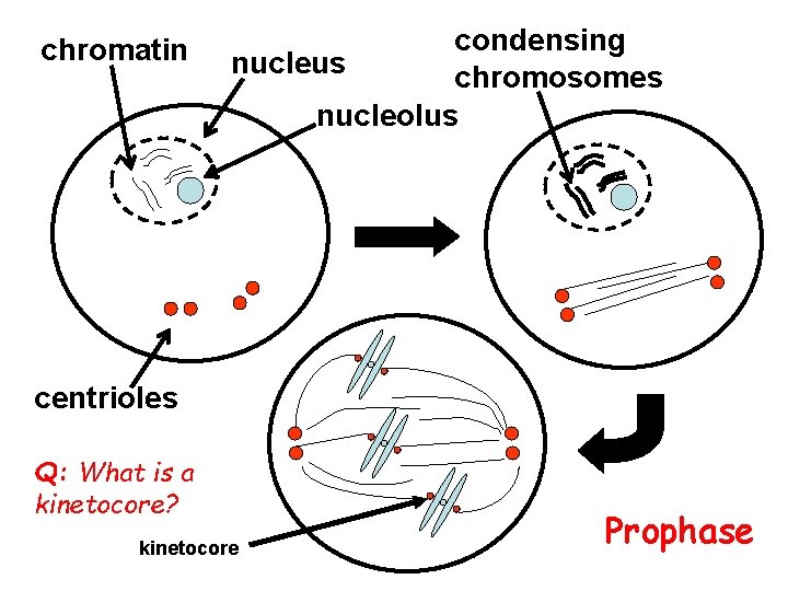 chromatin condensing nucleus chromosomes nucleolus centrioles Q: What is a kinetocore? kinetocore Prophase 