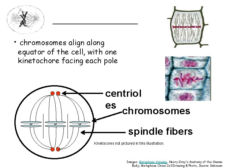 _________ • chromosomes align along equator of the cell, with one kinetochore facing each